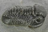 Detailed Gerastos Trilobite Fossil - Morocco #377243-1